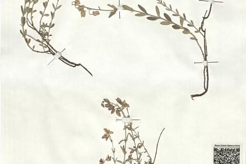 Helianthemum croceum (Desf.) Pers. x violaceum (Cav.) Pers.  -  RO-HSepv 18191 photo