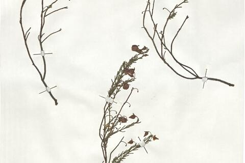 Fumana ericoides (Cav.) Gand. - RO-HSepv 19247 photo