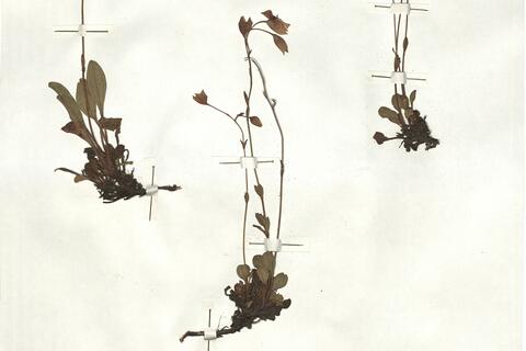 Tuberaria globulariifolia (Lam.) Willk.  -  RO-HSepv 17222 photo