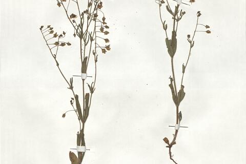 Tuberaria guttata (L.) Fourr. -  RO-HSepv 19258 photo