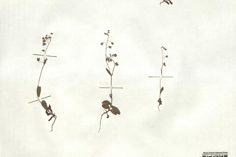 Tuberaria guttata (L.) Fourr. var. clandestina (Vierh.) Davis & Coode  -  RO-HSepv 17223 photo