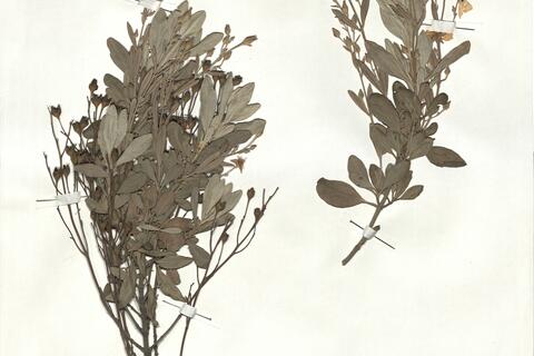 Halimium halimifolium (L.) Willk. subsp. halimifolium - RO-HSepv 18181 photo