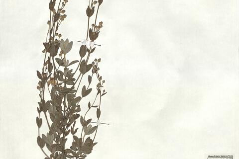 Halimium halimifolium (L.) Willk. subsp. halimifolium -  RO-HSepv 18182 photo