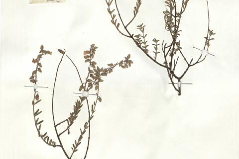 Halimium hirtum (L.) Mill. -  RO-HSepv 18183 photo