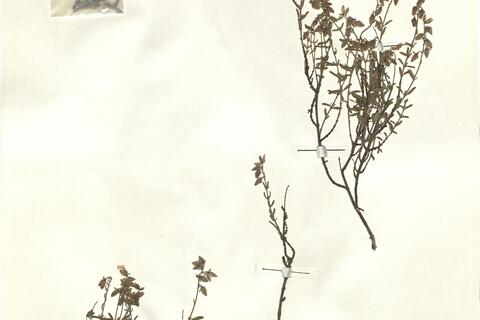 Halimium hirtum (L.) Mill. subsp. hirtum - RO-HSepv 15311 photo