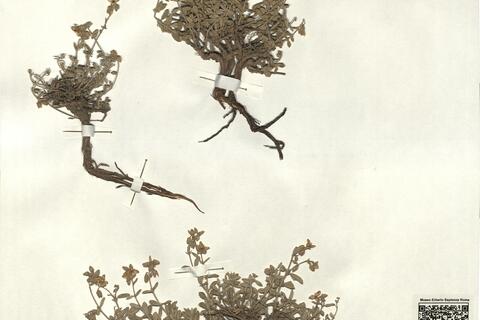 Helianthemum hirtum (L.) Mill. subsp. ruficomum (Viv.) Maire var. ruficomum ^ -  RO-HSepv 12357 photo