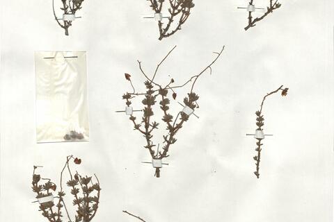 Fumana hispidula Loscos & Pardo  -  RO-HSepv 19248 photo