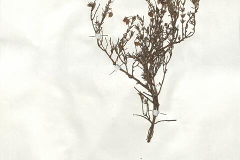 Fumana hispidula Loscos & Pardo  -  RO-HSepv 19249 photo