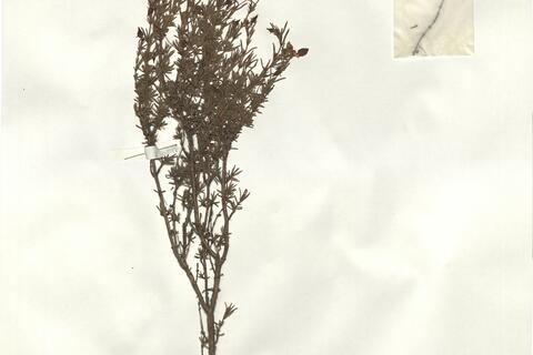 Fumana hispidula Loscos & Pardo ex Willk. - RO-HSepv 14285 photo