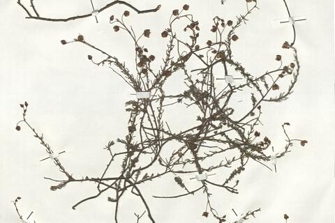 Fumana laevipes (L.) Spach -  RO-HSepv 19250 - immagine 2