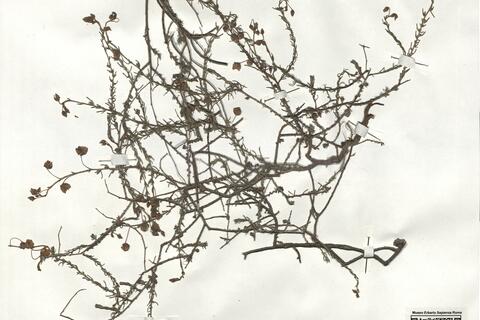 Fumana laevipes (L.) Spach -  RO-HSepv 19250 photo