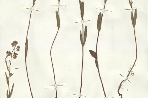 Tuberaria macrosepala (Coss.) Willk.  -  RO-HSepv 14290 photo