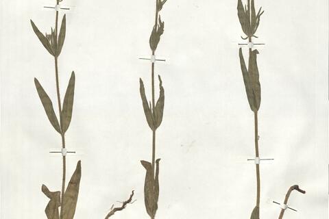 Tuberaria macrosepala (Salzm. ex Boiss.) Willk.  -  RO-HSepv 19259 photo