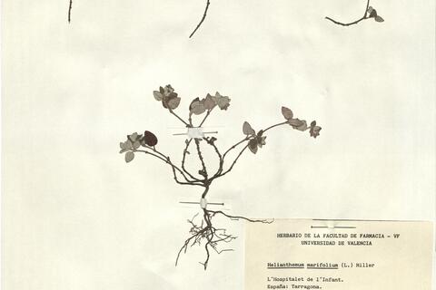 Helianthemum marifolium (L.) Mill. -  RO-HSepv 12358 photo