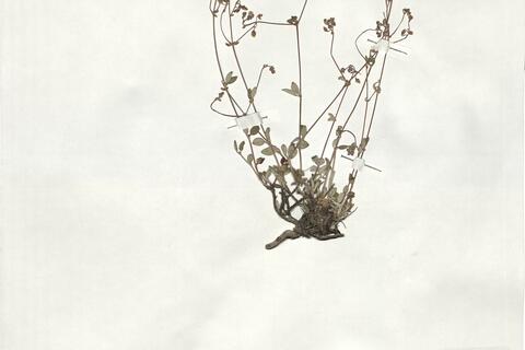 Helianthemum marifolium (L.) Mill. subsp. conquense Borja & Rivas Goday ex G. López ^ -  RO-HSepv 19255 photo