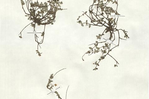 Helianthemum marifolium (L.) Mill. subsp. marifolium -  RO-HSepv 18184 photo