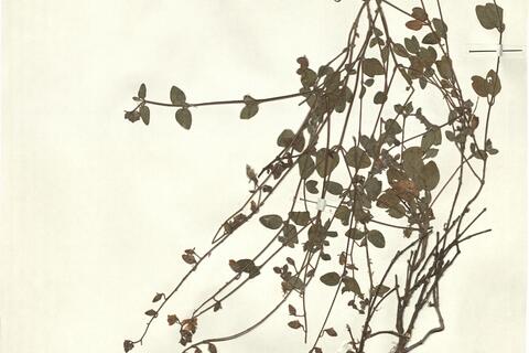 Helianthemum marifolium (L.) Mill. subsp. molle (Cav.) G. López  -  RO-HSepv 15312 photo