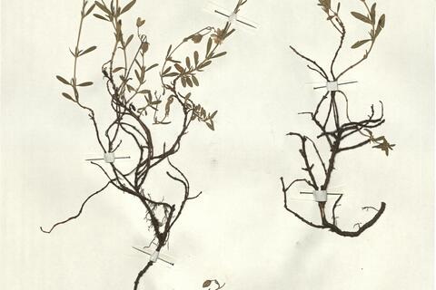 Helianthemum nummularium (L.) Mill. subsp. glabrum (Koch) Wilcz. -  RO-HSepv 13332 photo