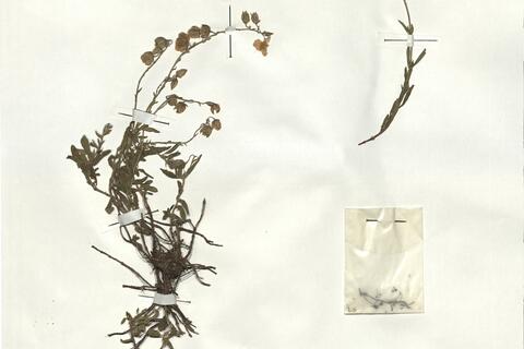 Helianthemum nummularium (L.) Mill. subsp. obscurum (Čelak.) Holub -  RO-HSepv 18185 - immagine 2