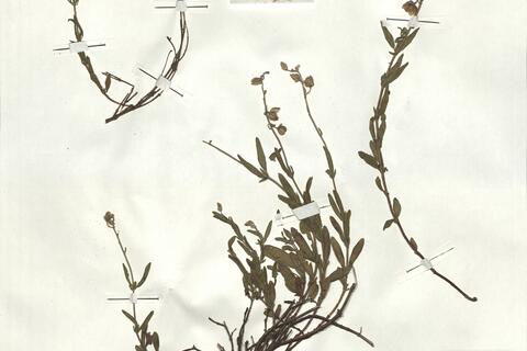 Helianthemum nummularium (L.) Mill. subsp. obscurum (Čelak.) Holub -  RO-HSepv 18185 photo