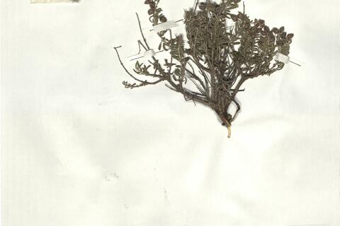 Helianthemum obtusifolium Dun. -  RO-HSepv 17218 photo