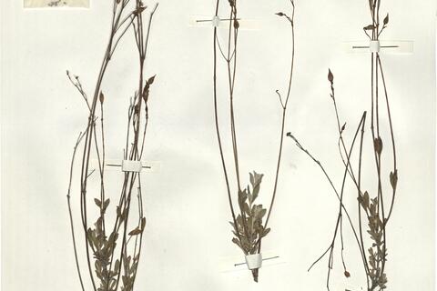 Halimium ocymoides (Lam.) Willk. -  RO-HSepv 14286 photo