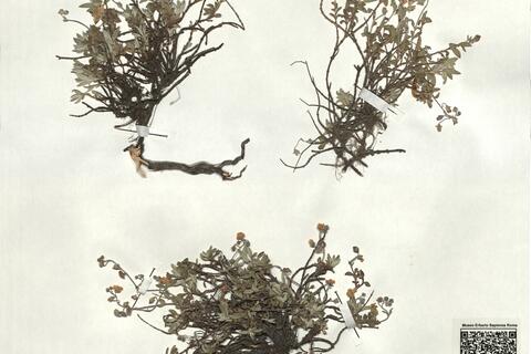 Helianthemum oelandicum (L.) Dum.-Courset subsp. alpestre (Jacq.) Cesati -  RO-HSepv 18186 photo