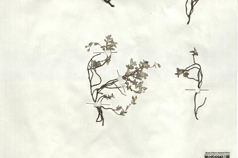 Helianthemum oelandicum (L.) Dum.-Courset subsp. incanum (Willk.) G. López -  RO-HSepv 18188 photo