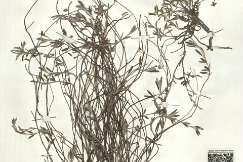 Helianthemum oelandicum (L.) Dum.-Courset subsp. incanum (Willk.) G. López -  RO-HSepv 18189 photo