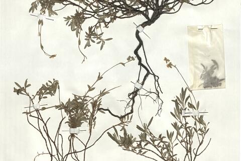 Helianthemum oelandicum (L.) Dum.-Courset subsp. incanum (Willk.) G. López ^ -  RO-HSepv 18187 photo