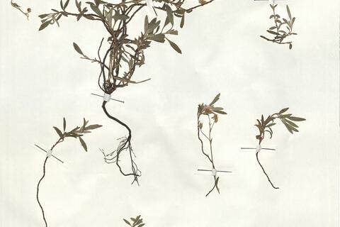 Helianthemum oelandicum (L.) Dum.-Courset subsp. incanum (Willk.) G. López ^ -  RO-HSepv 18187 - immagine 2