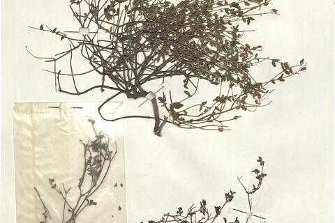 Helianthemum origanifolium (Lam.) Pers. subsp. glabratum (Willk.) Guinea & Heywood -  RO-HSepv 13333 photo