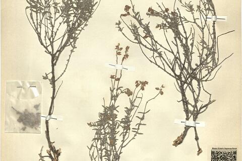 Helianthemum pilosum (L.) Pers. subsp. violaceum (Cav.) Borja & Rivas-Martinez ^ -  RO-HSepv 11454 photo