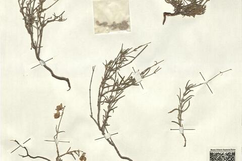 Helianthemum pilosum (L.) Pers. var. pergamaceum (Pomel) Maire  -  RO-HSepv 12359 photo