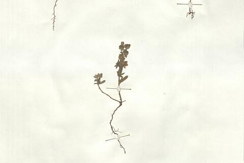 Helianthemum salicifolium (L.) Mill. -  RO-HSepv 17219 photo