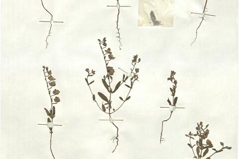 Helianthemum salicifolium (L.) Mill. -  RO-HSepv 17220 photo