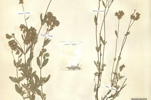 Helianthemum squamatum (L.) Pers.  -  RO-HSepv 11455 photo