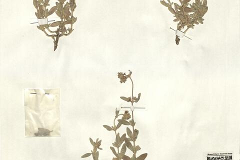 Helianthemum squamatum (L.) Pers.  -  RO-HSepv 12360 photo