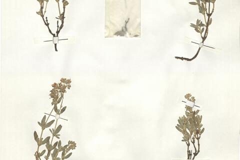 Helianthemum squamatum (L.) Pers.  -  RO-HSepv 14288 photo