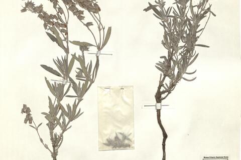 Helianthemum syriacum (Jacq.) Dum.-Cours. -  RO-HSepv 15313 photo