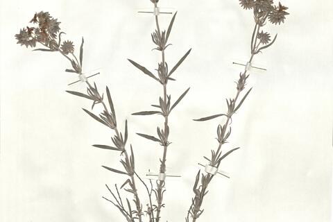 Helianthemum syriacum (Jacq.) Dum.-Courset -  RO-HSepv 17221 photo