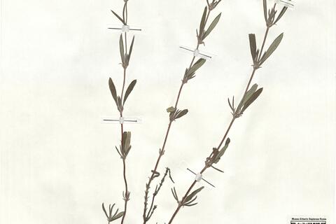 Helianthemum syriacum (Jacq.) Dum.-Courset -  RO-HSepv 18190 photo