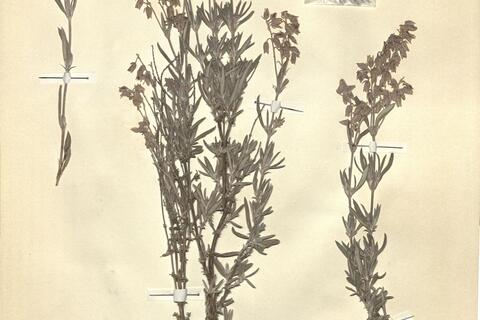 Helianthemum syriacum (Jacq.) Dum.-Courset subsp. thibaudii (Pers.) Meikle -  RO-HSepv 12361 photo