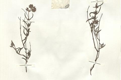 Helianthemum syriacum (Jacq.) Dum.-Courset subsp. thibaudii (Pers.) Meikle -  RO-HSepv 14289 photo