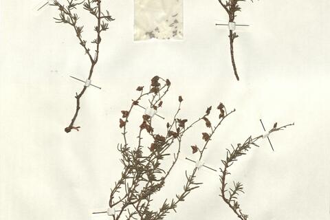 Fumana thymifolia (L.) Spach ex P.B. Webb  -  RO-HSepv 12355 photo