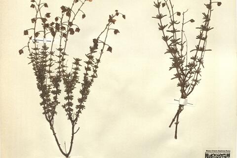 Fumana thymifolia (L.) Spach ex P.B. Webb  subsp. barrelieri (Ten.) J. Duvigneaud, comb. nov. -  RO-HSepv 11451 photo