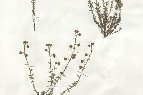 Fumana thymifolia (L.) Spach ex Webb  subsp. thymifolia var. thymifolia -  RO-HSepv 19251 photo