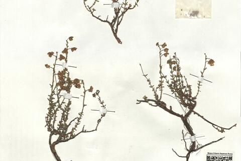 Fumana thymifolia (L.) Webb  subsp. thymifolia var. thymifolia -  RO-HSepv 18180 photo