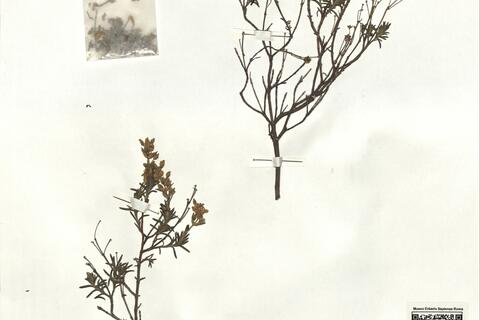 Halimium umbellatum (L.) Spach subsp. viscosum (Willk.) O. Bolòs & J. Vigo -  RO-HSepv 17212 photo