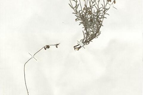 Helianthemum violaceum (Cav.) Pers. -  RO-HSepv 19256 photo